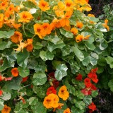 Tropaeolum majus 'Firebird' 