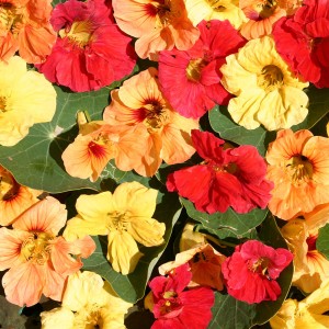 Tropaeolum majus 'Hawaiian Mix' 