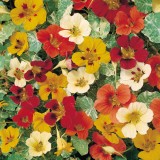 Tropaeolum majus 'Jewel of Africa'  