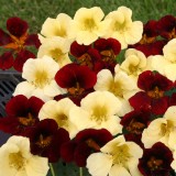 Tropaeolum majus 'Night & Day'  