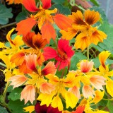 Tropaeolum minus 'Phoenix'