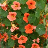 Tropaeolum majus 'Salmon Mousse' 