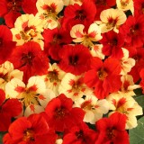 Tropaeolum majus 'Strawberry Cream'  