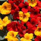 Tropaeolum majus 'Zanzibar' 