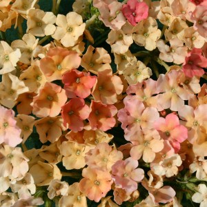 Verbena hybrida 'Tropical Fruits' 