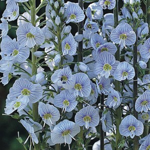 Veronica gentianoides 'Blue Streak' 