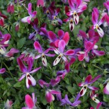 Viola hybrida 'Bunny Ears' 