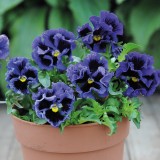 Viola hybrida 'Frou Frou Blue' 