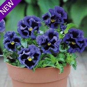 Viola hybrida 'Frou Frou Blue' 