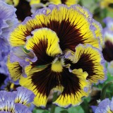 Viola hybrida 'Frou Frou Blue & Yellow' 