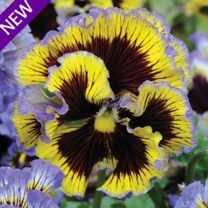 Viola hybrida 'Frou Frou Blue & Yellow' 