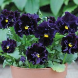 Viola hybrida 'Frou Frou Deep Violet' 