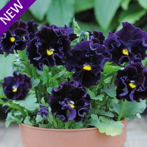 Viola hybrida 'Frou Frou Deep Violet' 