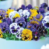 Viola hybrida 'Frou Frou Mixed' 