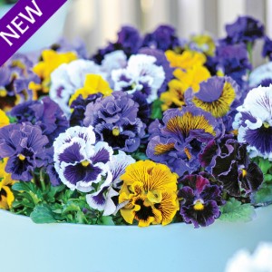 Viola hybrida 'Frou Frou Mixed' 