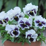 Viola hybrida 'Frou Frou White' 