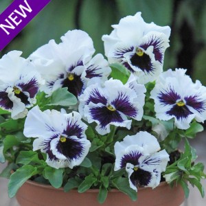 Viola hybrida 'Frou Frou White' 