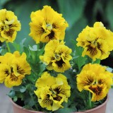 Viola hybrida 'Frou Frou Yellow' 