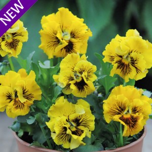 Viola hybrida 'Frou Frou Yellow' 