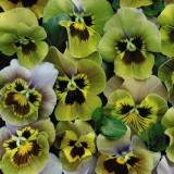 Viola x wittrockiana 'Envy' 