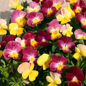 Viola hybrida 'Fire Shades' 