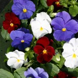 Viola wittrockiana 'Flying The Flag' 