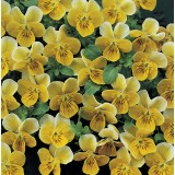 Viola hybrida 'Miniola Heart Gold' 