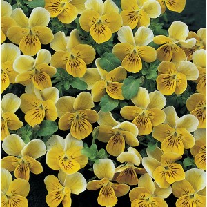 Viola hybrida 'Miniola Heart Gold' 