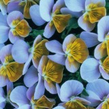 Viola hybrida 'Miniola Heart Ice Blue' 
