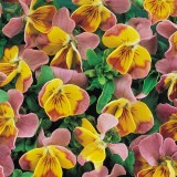 Viola hybrida 'Miniola Heart Pink' 