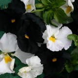 Viola wittrockiana 'Night And Day' 