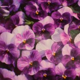 Viola hybrida 'Purple Passion'  F1