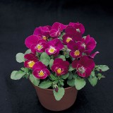 Viola hybrida 'Rose Shades' 
