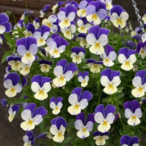 Viola hybrida 'Waterfall'  F1