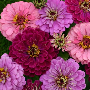 Zinnia elegans 'Art Deco' 