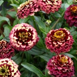 Zinnia haageana 'Aztec Burgundy Bicolour' 