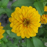 Zinnia haageana 'Aztec Gold' 