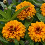 Zinnia haageana 'Aztec Orange' 