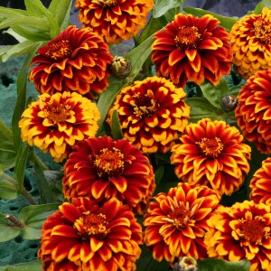 Zinnia haageana 'Aztec Red Bicolour' 