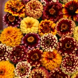 Zinnia haageana 'Aztec Sunset' 