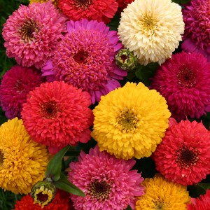 Zinnia elegans 'Candy Mix' 