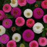 Zinnia elegans 'Edwardian' 