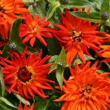 Zinnia elegans 'Inca' 