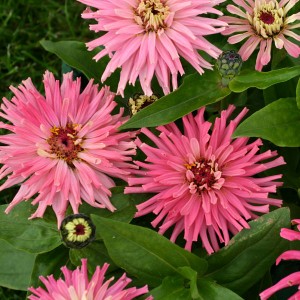 Zinnia elegans 'Pinca' 