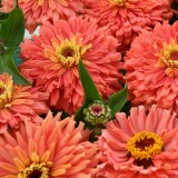 Zinnia elegans 'Senora' 