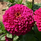 Zinnia elegans 'Tudor' 
