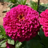 Zinnia elegans 'Tudor' 