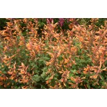 Agastache aurantiaca 'Apricot Sprite'