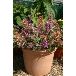 Agastache aurantiaca 'Fragrant Delight Mixed' 