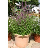 Agastache neomexicana 'Lavender Haze' 